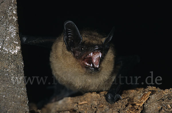 Breitflügelfledermaus (Eptesicus serotinus)