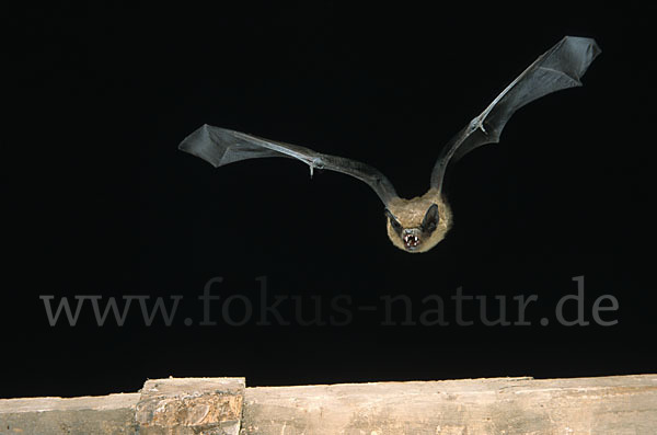 Breitflügelfledermaus (Eptesicus serotinus)