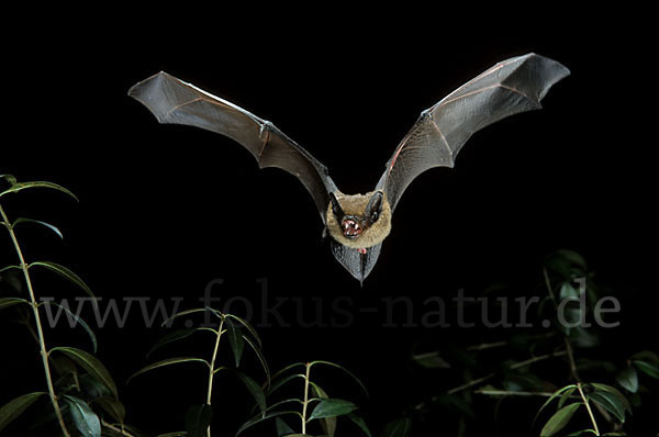 Breitflügelfledermaus (Eptesicus serotinus)