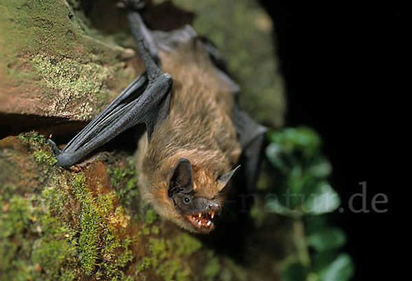 Breitflügelfledermaus (Eptesicus serotinus)