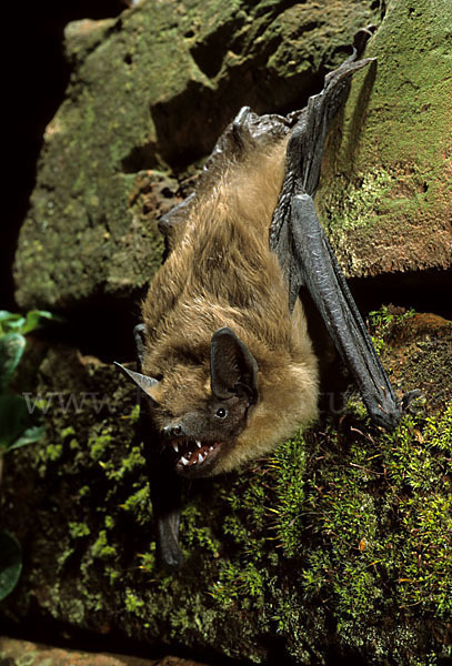 Breitflügelfledermaus (Eptesicus serotinus)