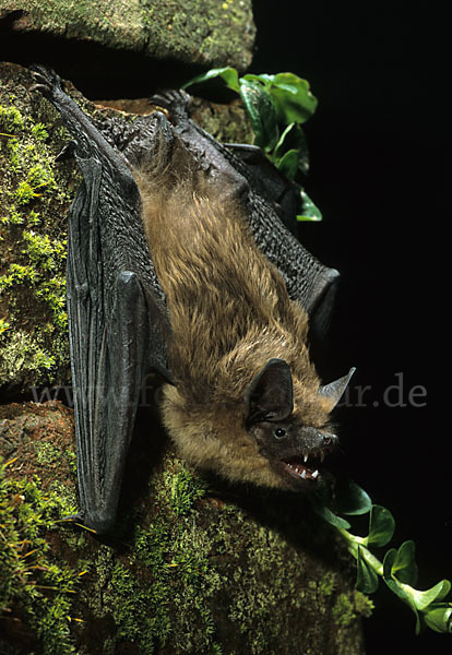 Breitflügelfledermaus (Eptesicus serotinus)