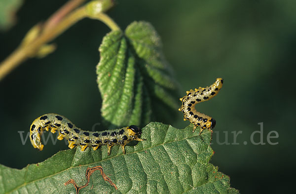 Breitfüßige Birkenblattwespe (Croesus septentrionalis)