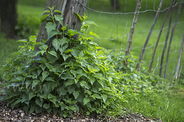 Brennnessel (Urtica spec.)