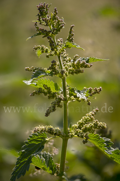 Brennnessel (Urtica spec.)