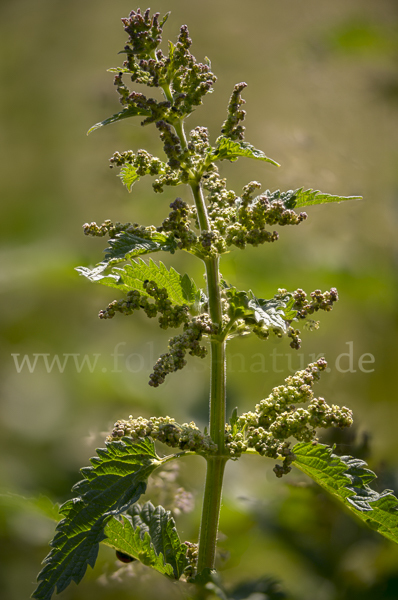 Brennnessel (Urtica spec.)