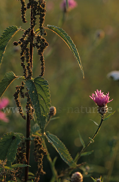 Brennnessel (Urtica spec.)