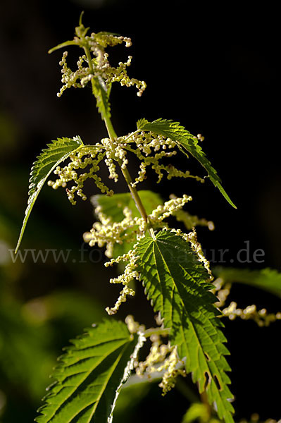 Brennnessel (Urtica spec.)