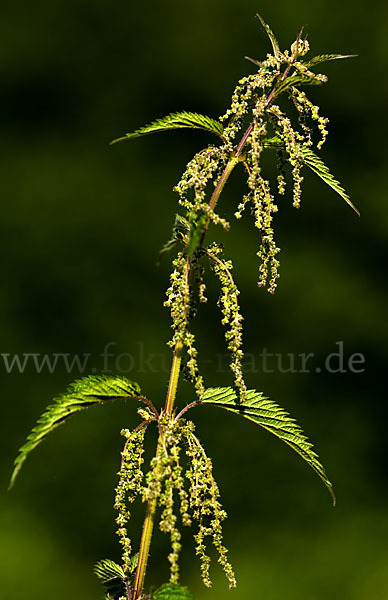 Brennnessel (Urtica spec.)