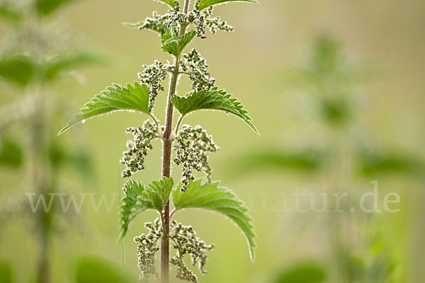 Brennnessel (Urtica spec.)