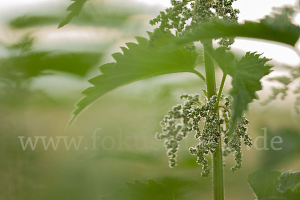 Brennnessel (Urtica spec.)