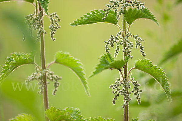 Brennnessel (Urtica spec.)