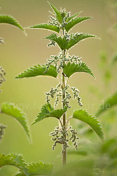 Brennnessel (Urtica spec.)