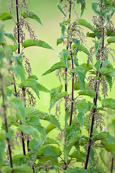 Brennnessel (Urtica spec.)