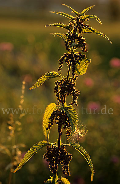 Brennnessel (Urtica spec.)