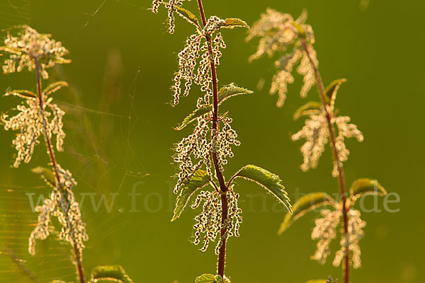 Brennnessel (Urtica spec.)