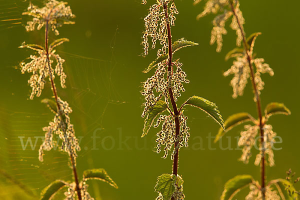 Brennnessel (Urtica spec.)