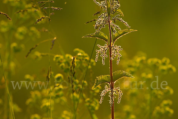 Brennnessel (Urtica spec.)