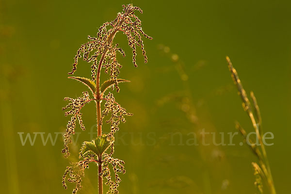 Brennnessel (Urtica spec.)