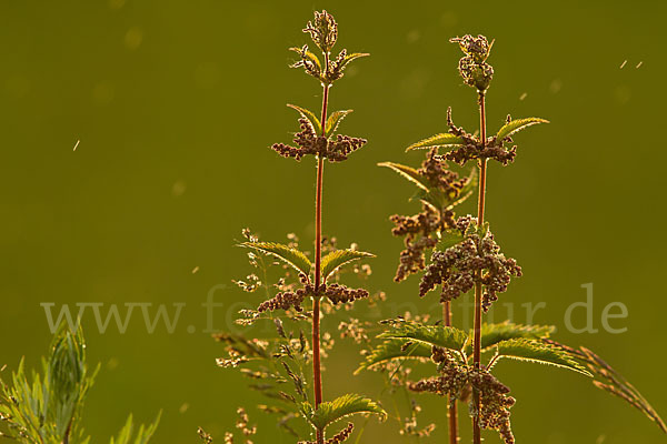 Brennnessel (Urtica spec.)