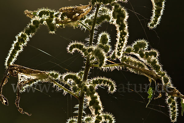 Brennnessel (Urtica spec.)