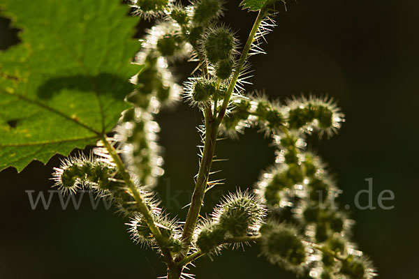 Brennnessel (Urtica spec.)