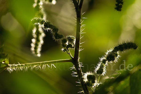 Brennnessel (Urtica spec.)