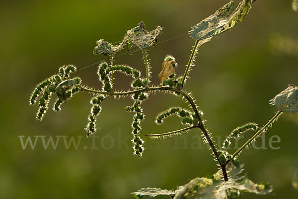 Brennnessel (Urtica spec.)