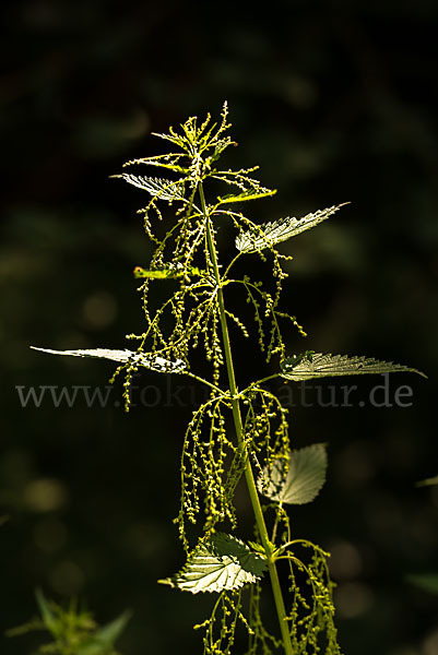 Brennnessel (Urtica spec.)