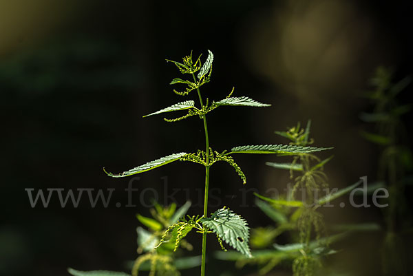 Brennnessel (Urtica spec.)