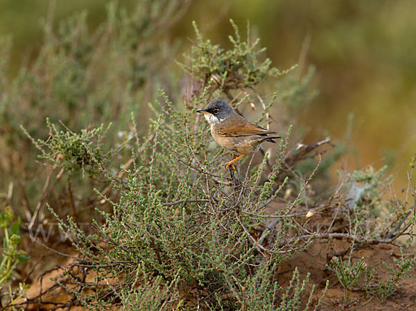 Brillengrasmücke (Sylvia conspicillata)