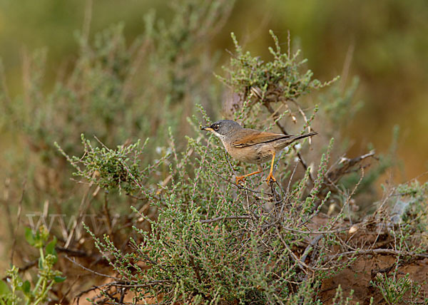 Brillengrasmücke (Sylvia conspicillata)