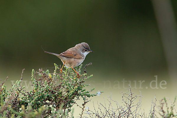 Brillengrasmücke (Sylvia conspicillata)