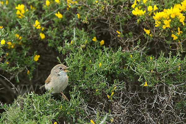 Brillengrasmücke (Sylvia conspicillata)