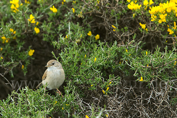 Brillengrasmücke (Sylvia conspicillata)