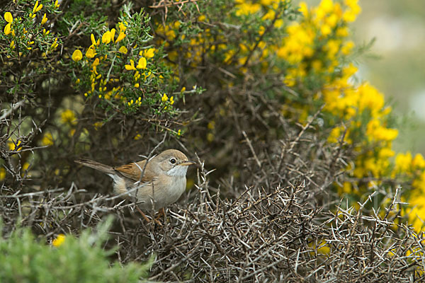 Brillengrasmücke (Sylvia conspicillata)