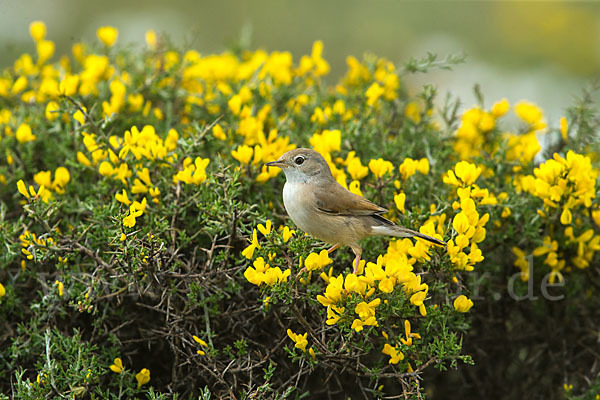 Brillengrasmücke (Sylvia conspicillata)