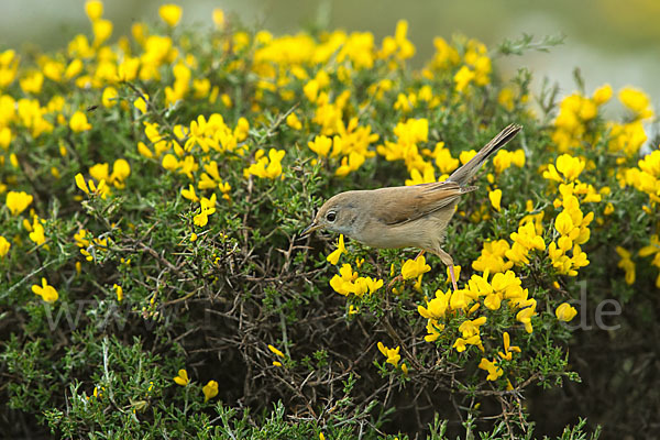 Brillengrasmücke (Sylvia conspicillata)