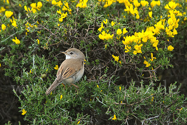 Brillengrasmücke (Sylvia conspicillata)