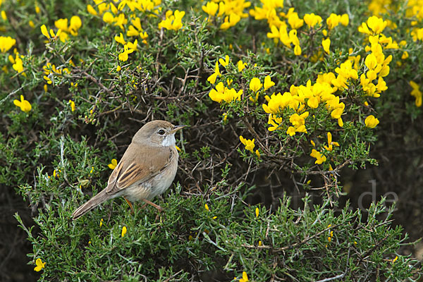 Brillengrasmücke (Sylvia conspicillata)