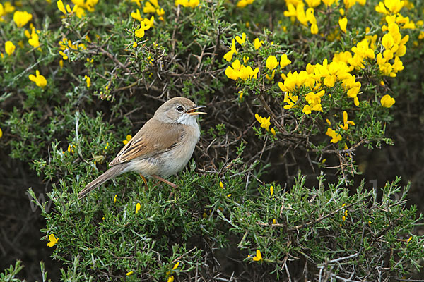 Brillengrasmücke (Sylvia conspicillata)