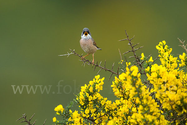 Brillengrasmücke (Sylvia conspicillata)