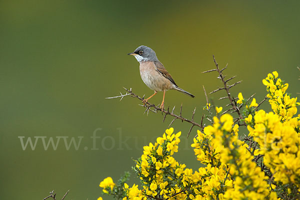 Brillengrasmücke (Sylvia conspicillata)