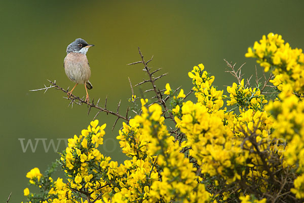 Brillengrasmücke (Sylvia conspicillata)