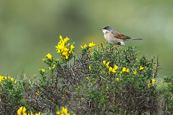 Brillengrasmücke (Sylvia conspicillata)