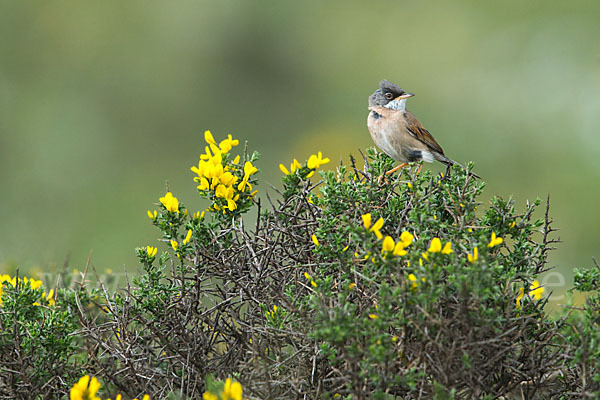 Brillengrasmücke (Sylvia conspicillata)