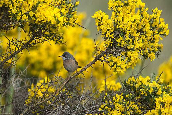 Brillengrasmücke (Sylvia conspicillata)