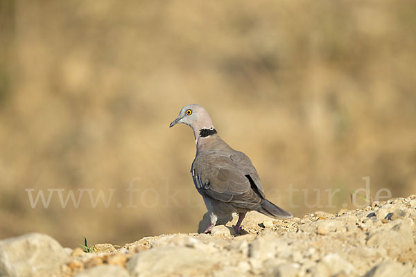 Brillentaube (Streptopelia decipiens)