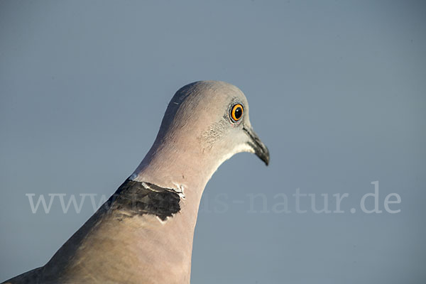 Brillentaube (Streptopelia decipiens)