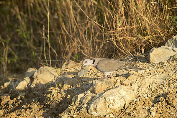 Brillentaube (Streptopelia decipiens)